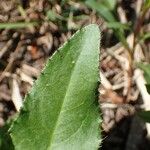 Cirsium monspessulanum पत्ता