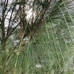 Casuarina equisetifolia Leht
