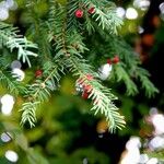 Taxus baccata Plante entière