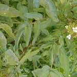 Nasturtium officinale Leaf