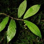 Bertiera bracteosa Leaf