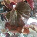 Begonia cucullataHostoa