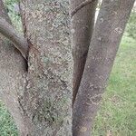 Maytenus boaria Corteza