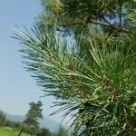Pinus sylvestris পাতা