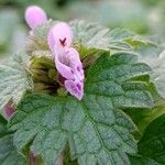 Lamium hybridum Blomst