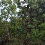 Syzygium cordatum Habitat