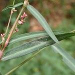 Persicaria minor Хабит