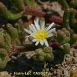 Mesembryanthemum nodiflorum Flor