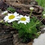 Tripleurospermum subpolare Flor