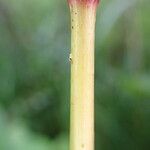 Persicaria maculosa 整株植物