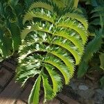 Melianthus majorLeaf