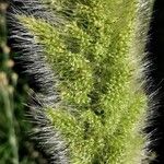 Polypogon monspeliensis Flower