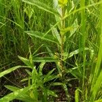 Lysimachia thyrsiflora Habit