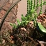 Crassula muscosa叶