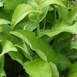 Inula helenium Leaf