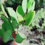Osyris lanceolata Fruit