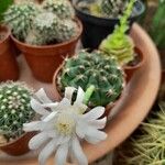 Gymnocalycium anisitsii Flor