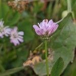Trifolium resupinatum പുഷ്പം