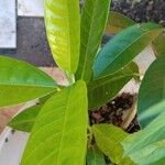 Ficus maxima Folla