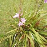 Watsonia borbonica പുഷ്പം