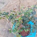 Eugenia unifloraBlatt