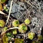 Sempervivum montanum Folio