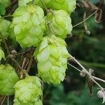 Humulus lupulusFruit