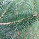 Abies cephalonica Folha