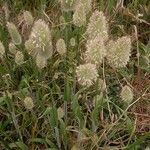 Lagurus ovatus Fleur