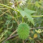 Echinocystis lobata Frucht