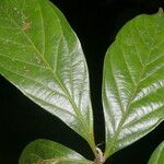 Paullinia pinnata Leaf