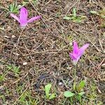 Colchicum lusitanum 樹皮