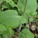 Doronicum pardalianches पत्ता