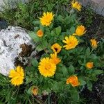 Calendula algeriensis Habit