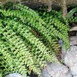 Asplenium viride Hostoa