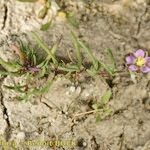 Spergularia echinosperma Anders