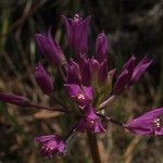 Allium acuminatum Blomma