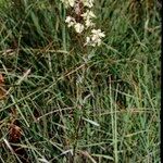 Thalictrum simplex ശീലം