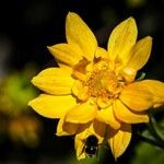 Wyethia angustifolia Fiore