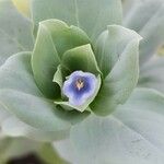 Mertensia maritima Flower