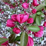 Malus floribunda عادت داشتن