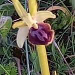 Ophrys sphegodes Flor
