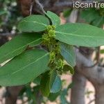 Mystroxylon aethiopicum Leaf