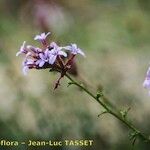Plumbago europaea Flor