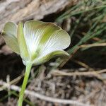 Calochortus bruneaunis Fiore