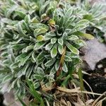 Saxifraga crustata 叶