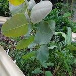 Eucalyptus polyanthemos Vivejo