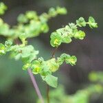 Euphorbia stricta Blüte