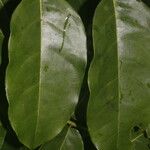 Vatairea erythrocarpa Лист