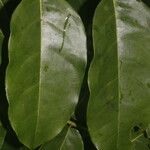 Vatairea erythrocarpa Leaf